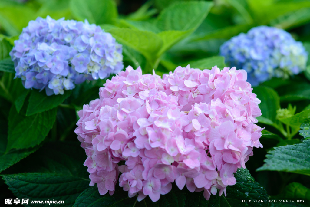 绣球花八仙花清新图片