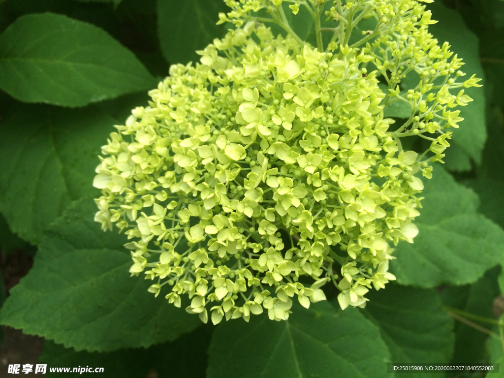 绣球花八仙花清新图片