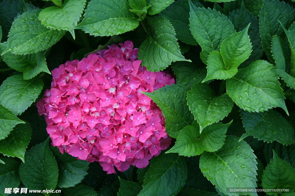 绣球花八仙花清新图片