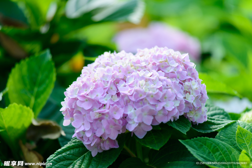 绣球花八仙花清新图片