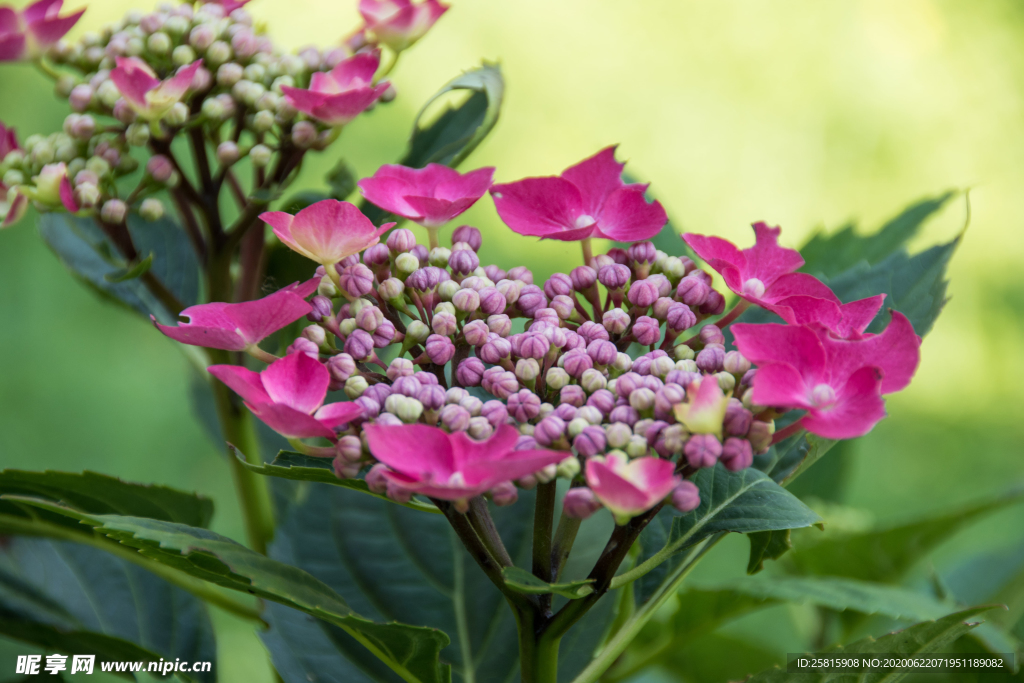 绣球花八仙花清新图片
