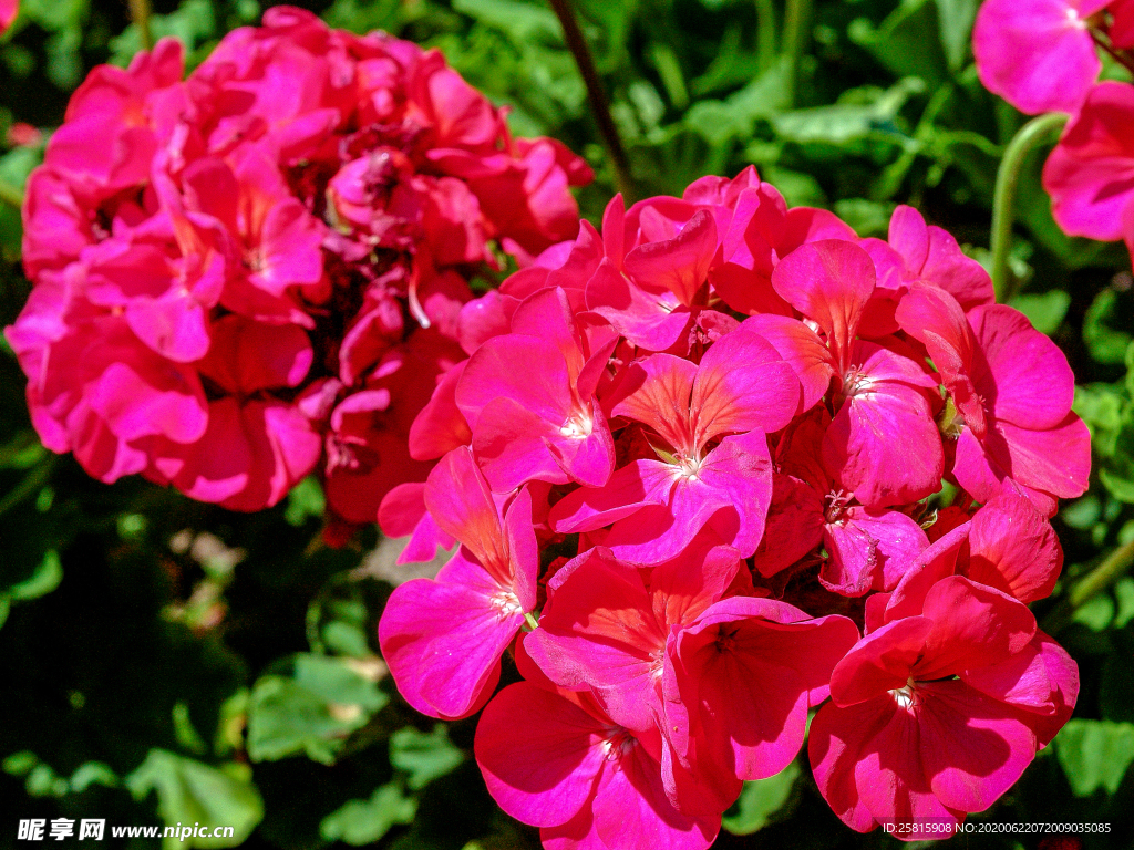 绣球花八仙花清新图片