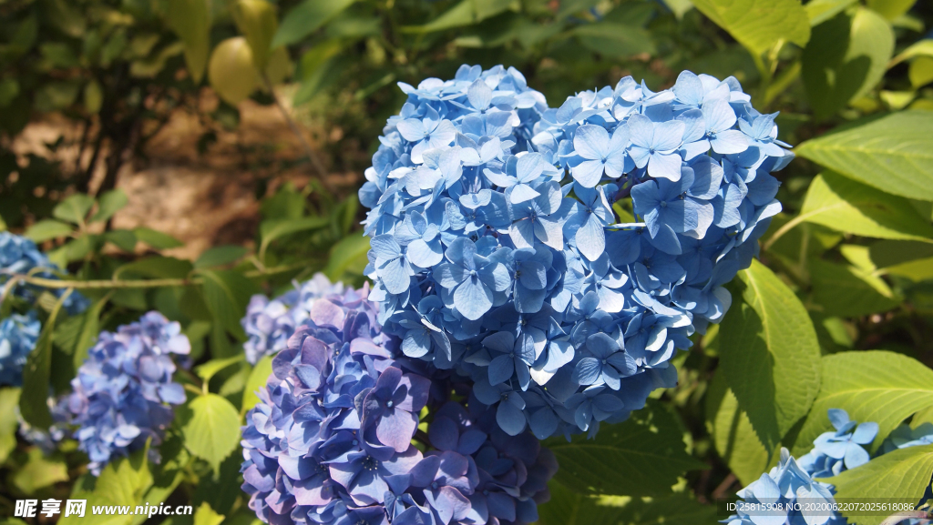 绣球花八仙花清新图片