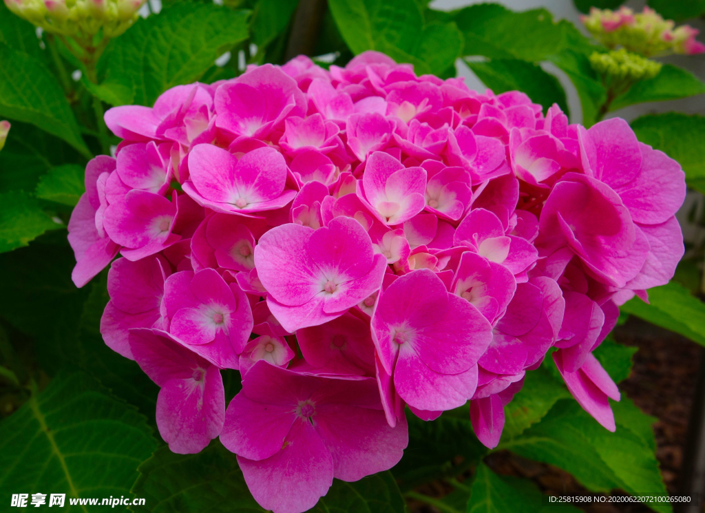 绣球花八仙花清新图片