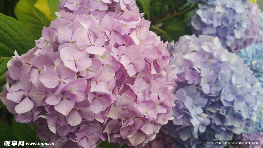 绣球花八仙花清新图片