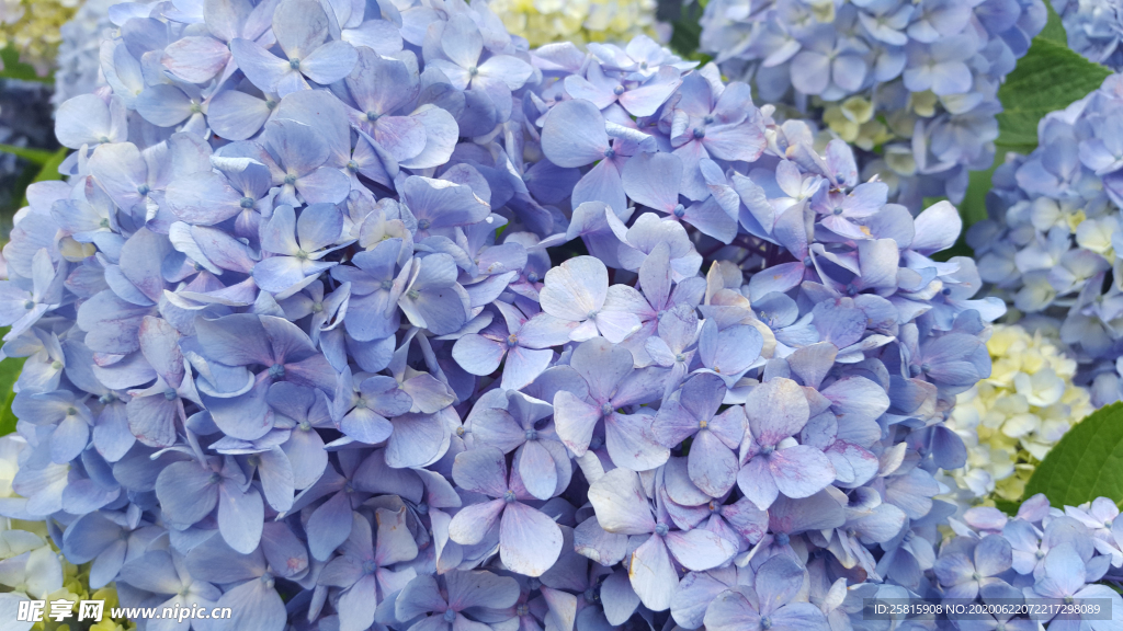 绣球花八仙花清新图片