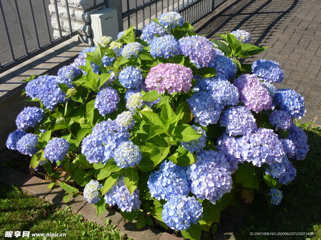 绣球花八仙花清新图片