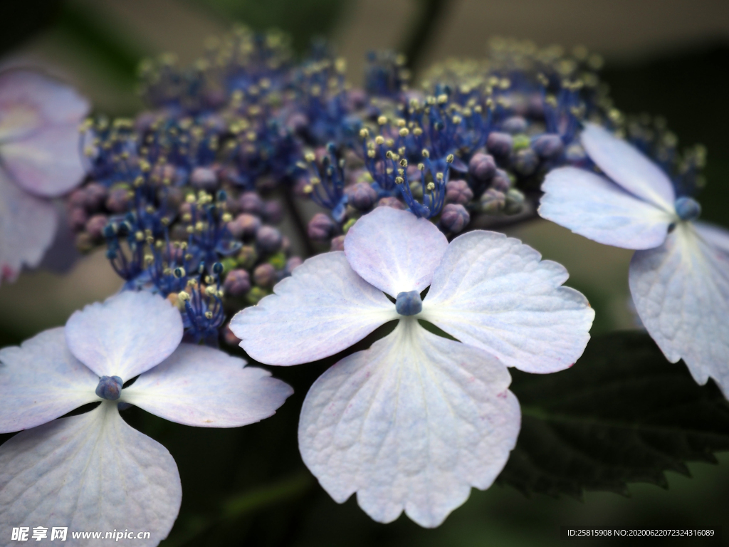绣球花八仙花清新图片