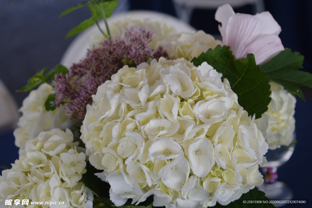 绣球花八仙花清新图片