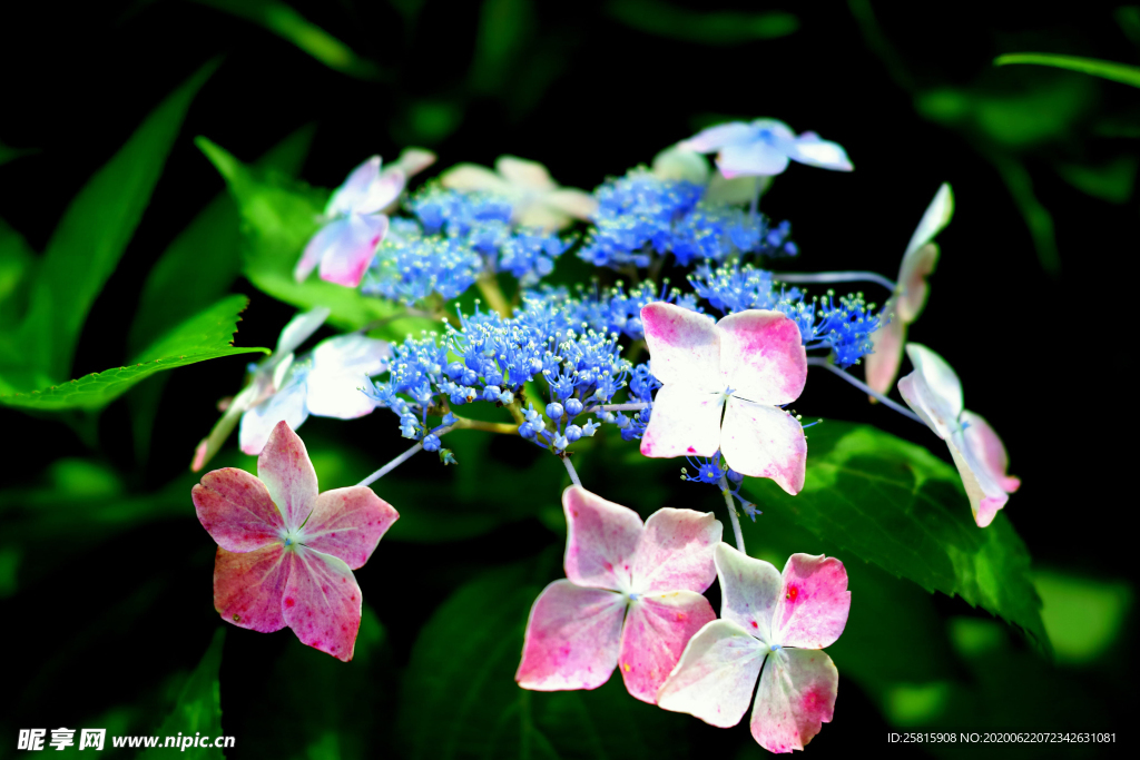 绣球花八仙花清新图片