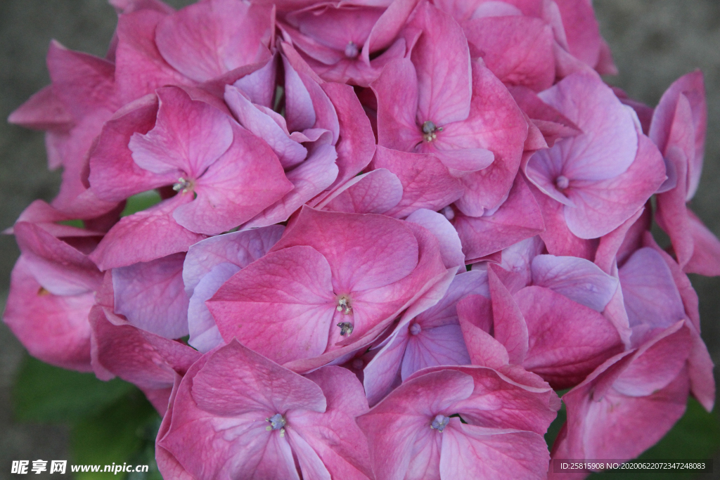 绣球花八仙花清新图片