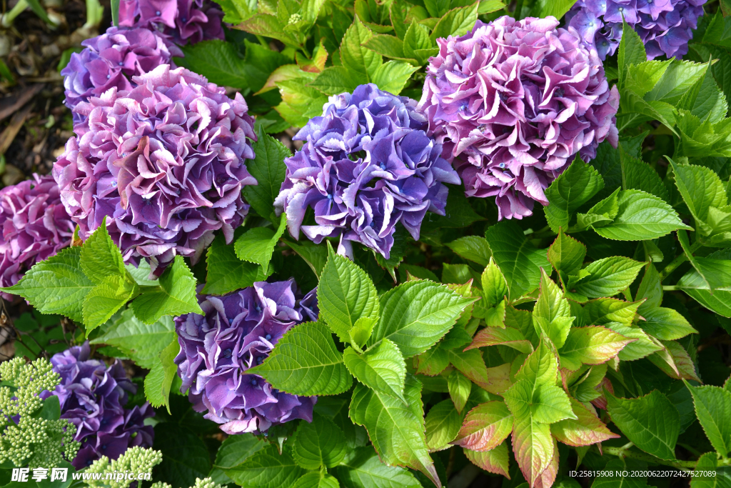 绣球花八仙花清新图片