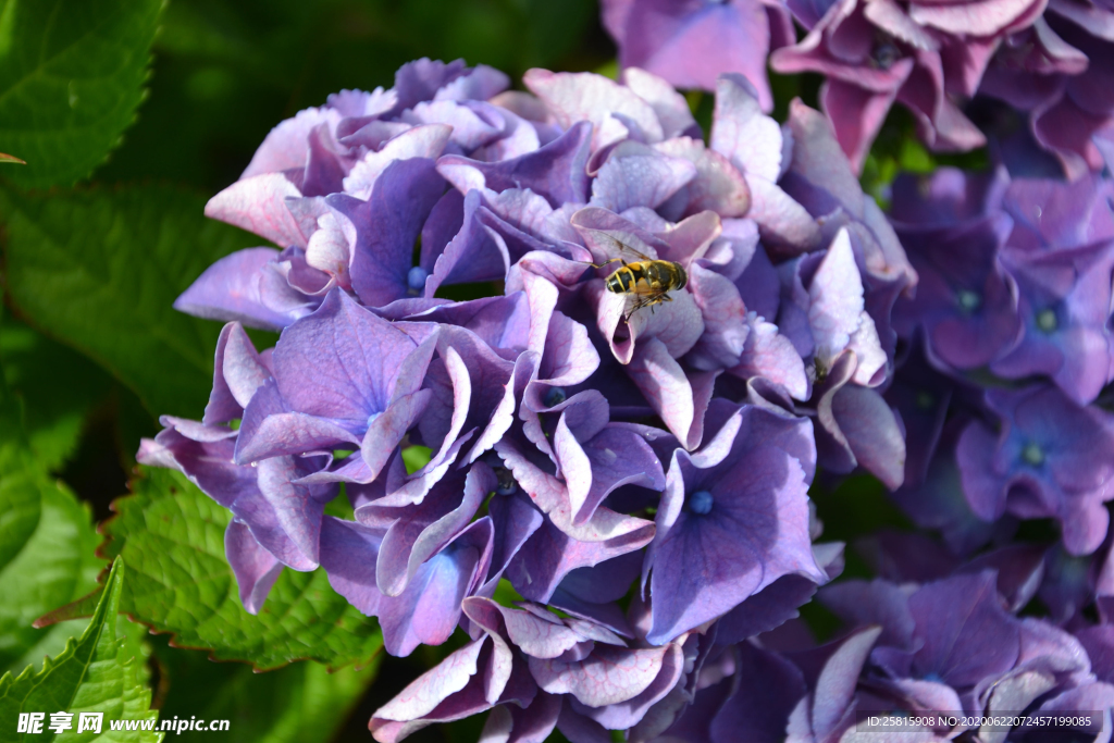 绣球花八仙花清新图片