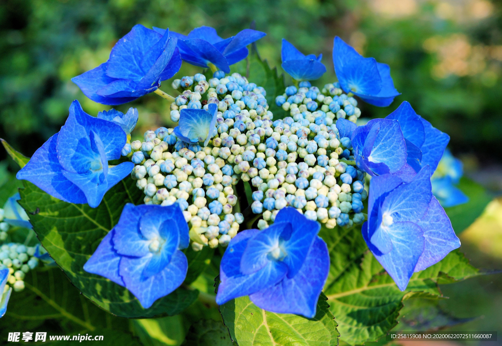 绣球花八仙花清新图片
