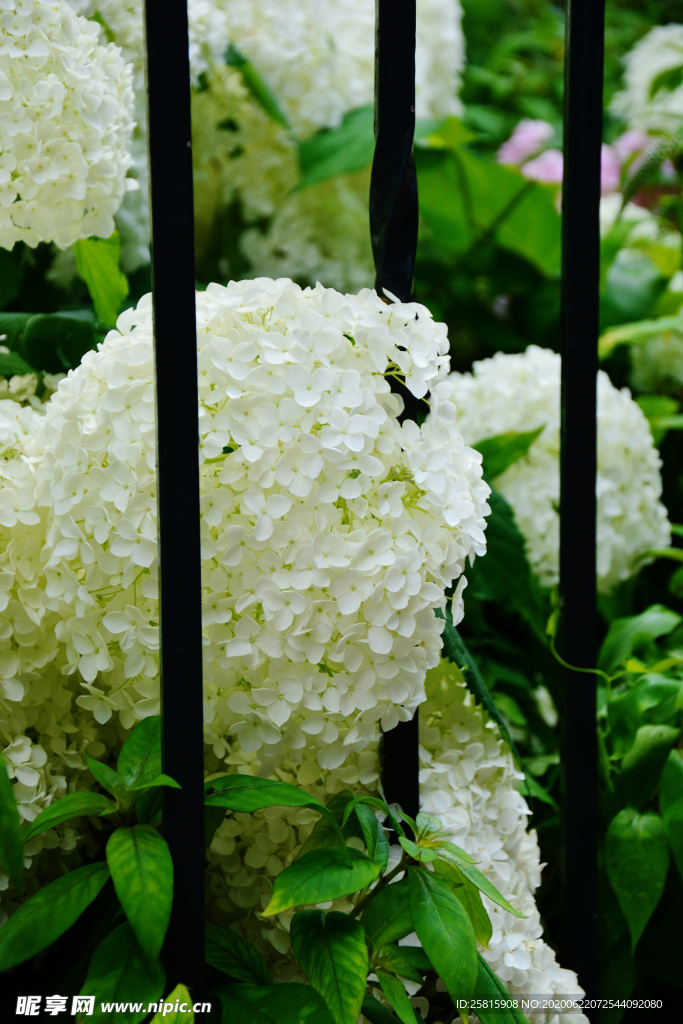 绣球花八仙花清新图片