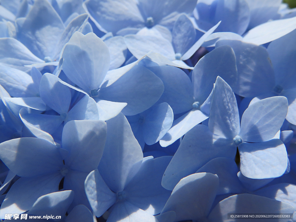 绣球花八仙花清新图片