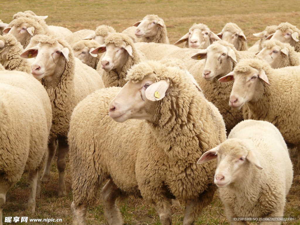 羊群绵羊养殖散养图片