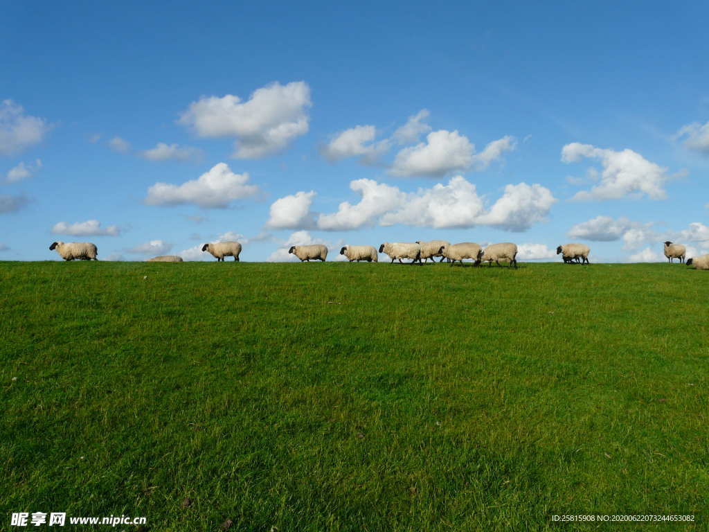 羊群绵羊养殖散养图片
