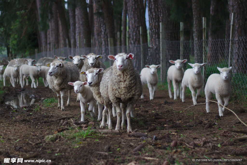 羊群绵羊养殖散养图片