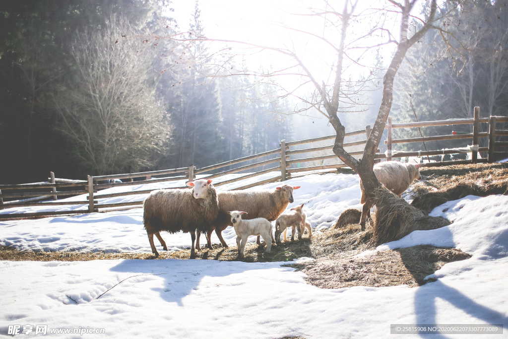 绵羊 绵羊养殖 草原 草地 牧