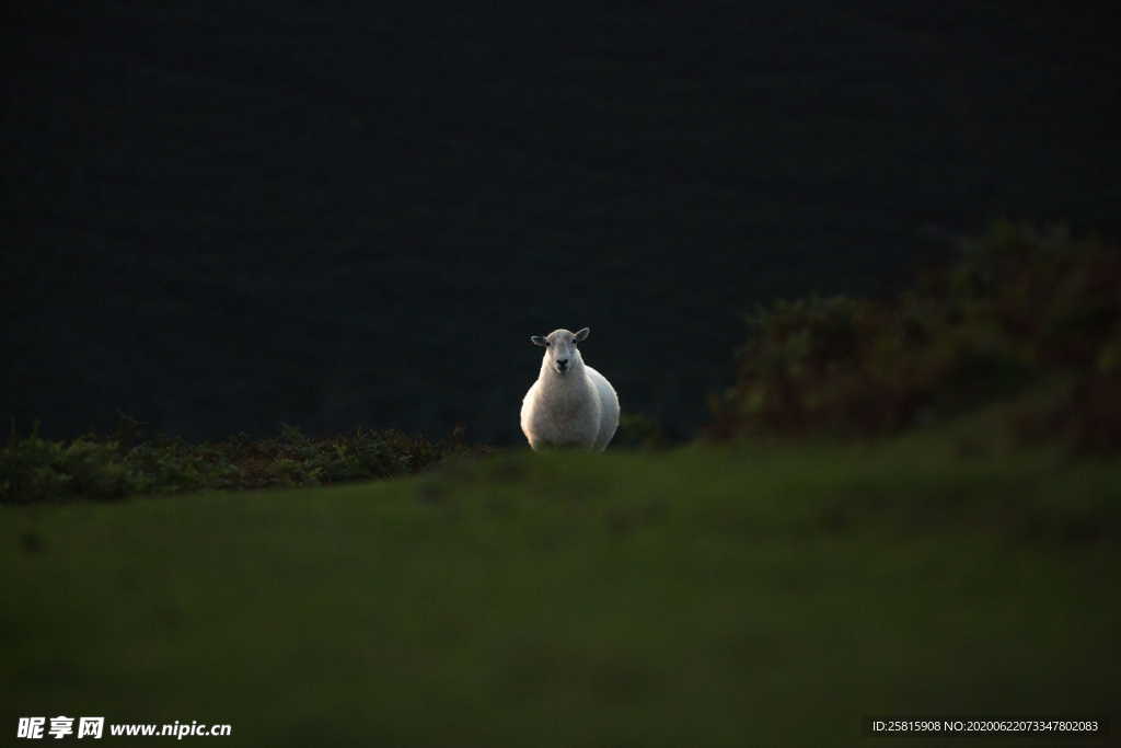 羊群绵羊养殖散养图片