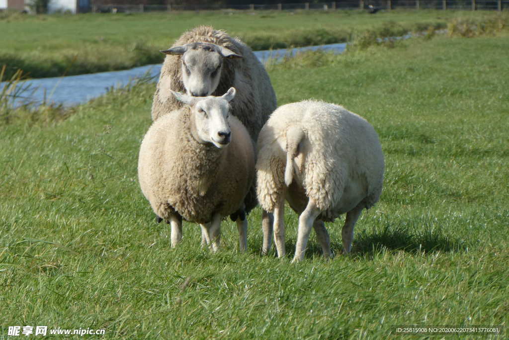 羊群绵羊养殖散养图片