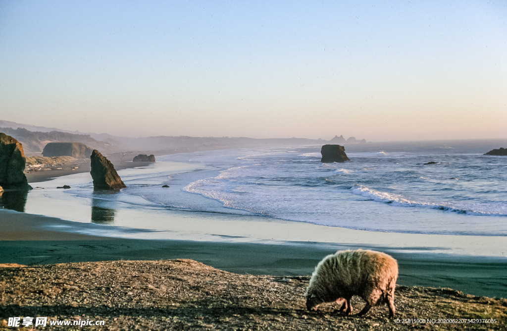 羊群绵羊养殖散养图片