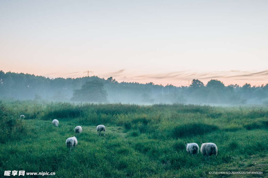 羊群绵羊养殖散养图片