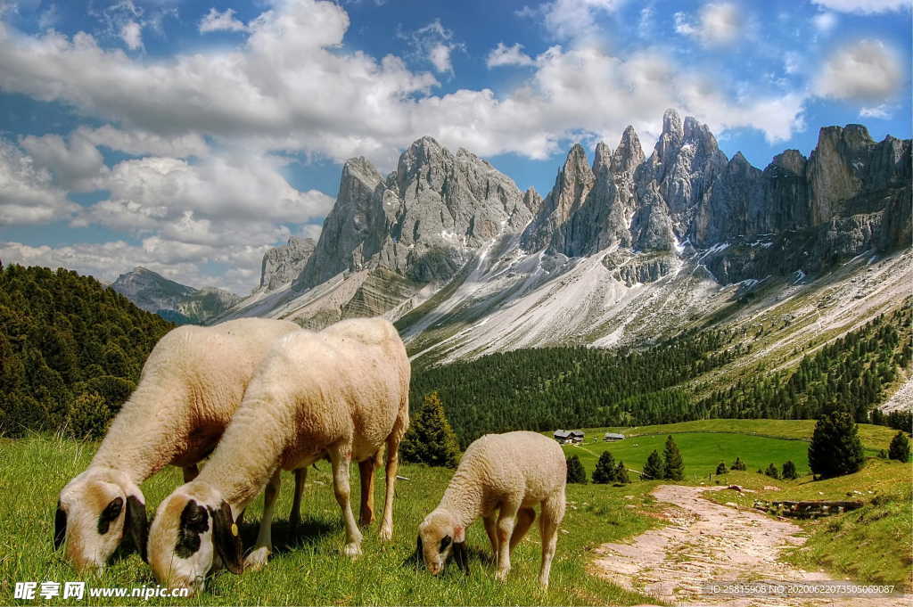 羊群绵羊养殖散养图片