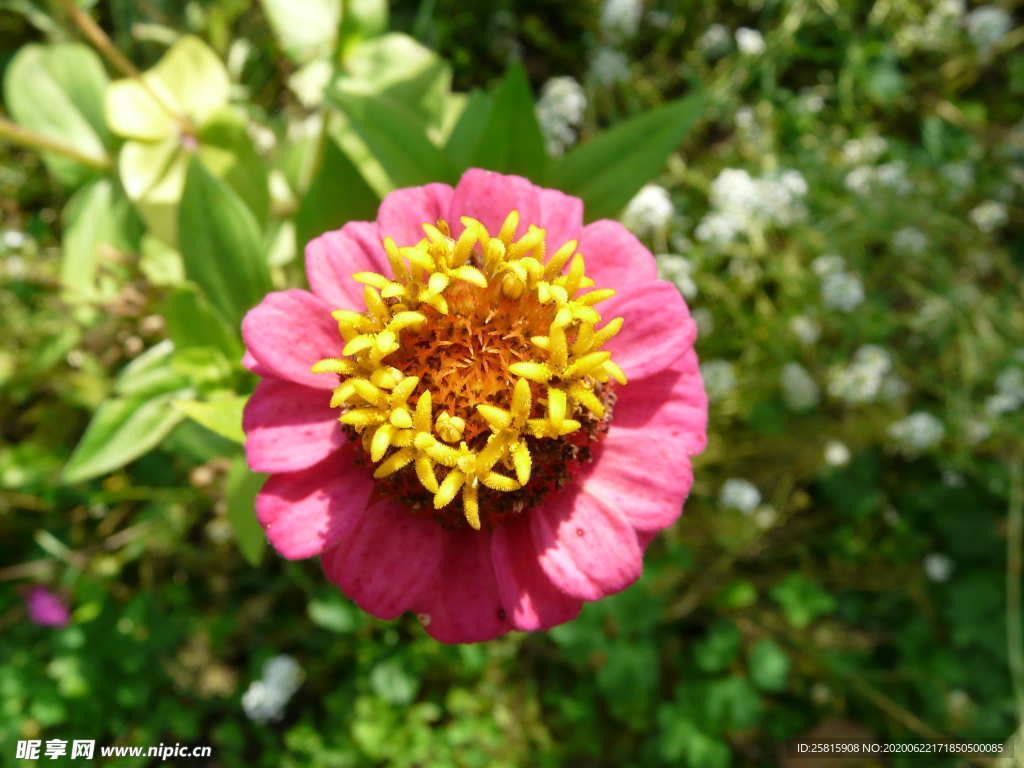 百日菊百日草唯美图片