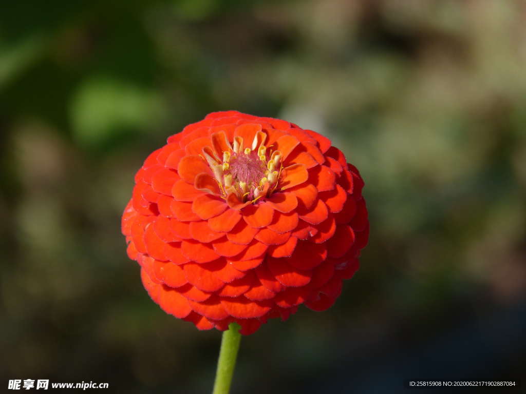百日菊百日草唯美图片