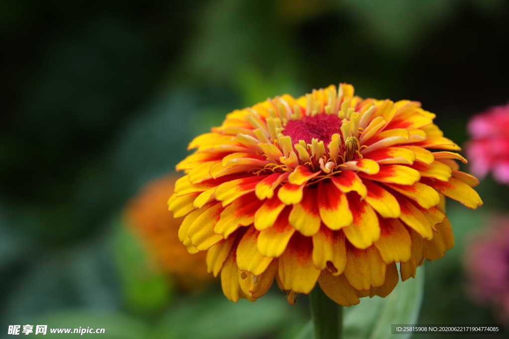 百日菊百日草唯美图片