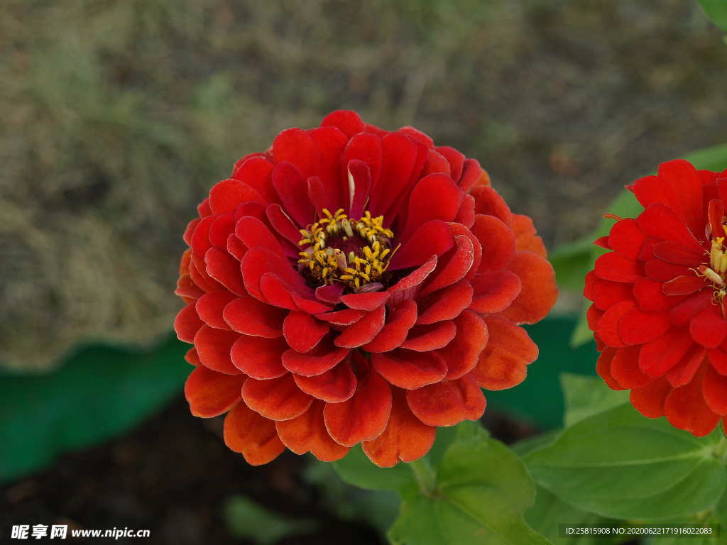 百日菊百日草唯美图片