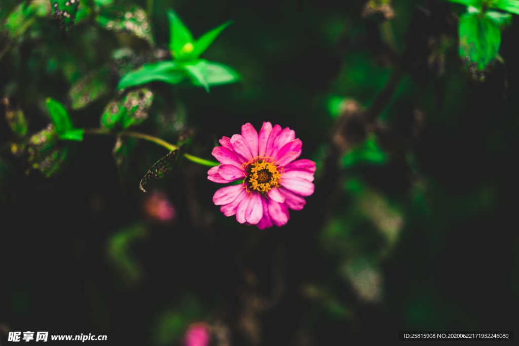 百日菊百日草唯美图片