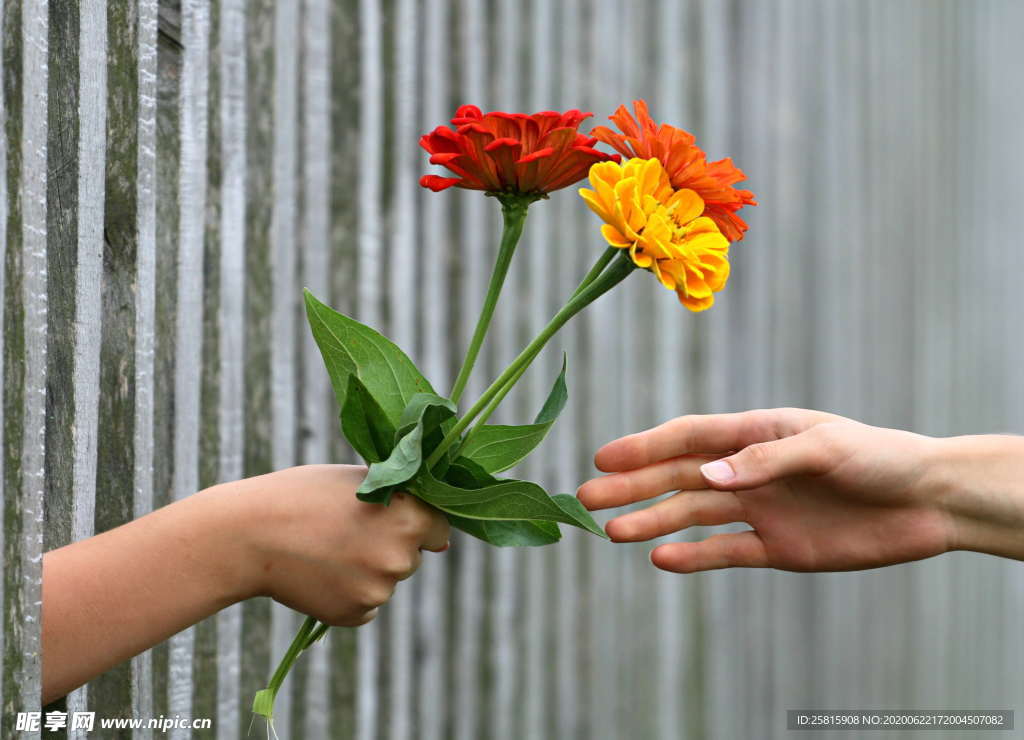 百日菊百日草唯美图片