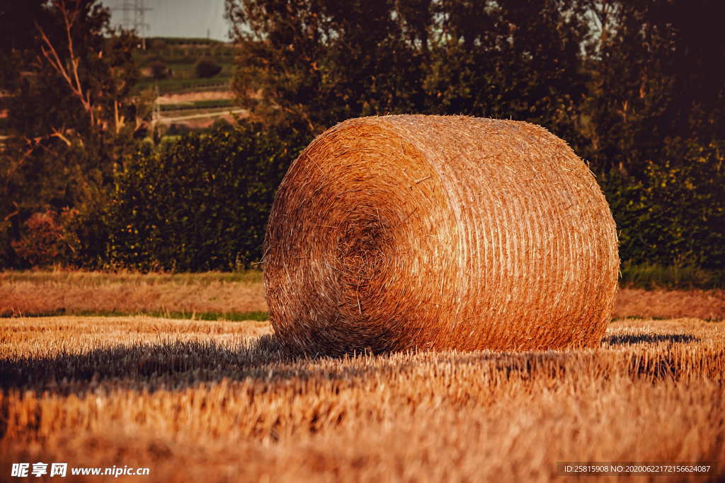 草垛麦草垛稻草垛图片