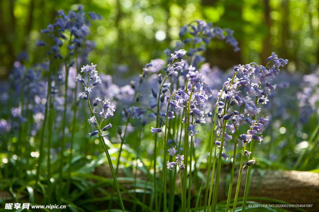 薰衣草田园图片