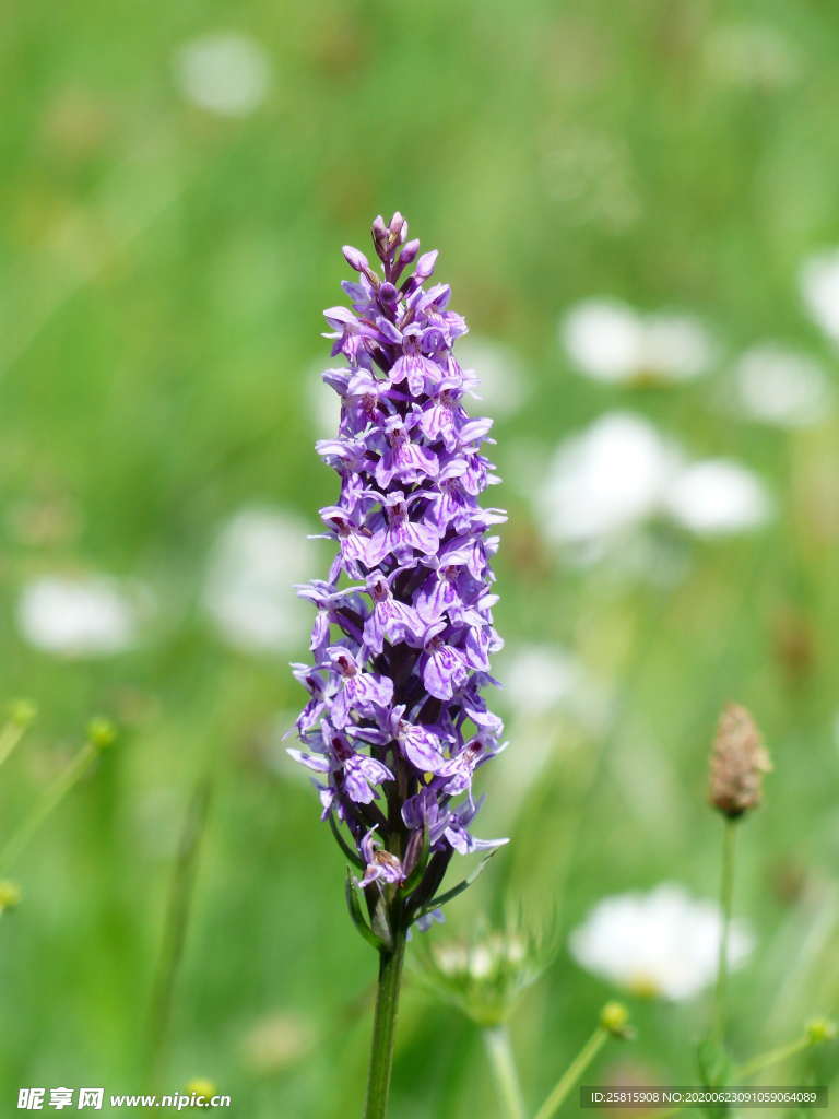 薰衣草田园图片