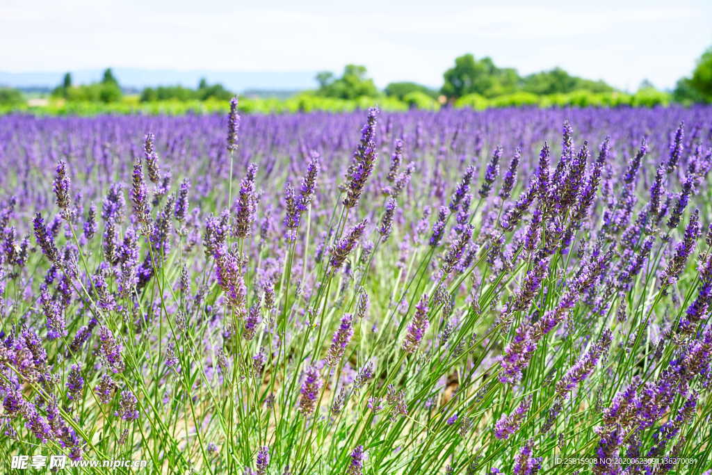 薰衣草田园图片