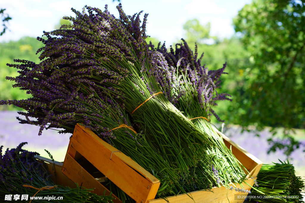 薰衣草田园图片