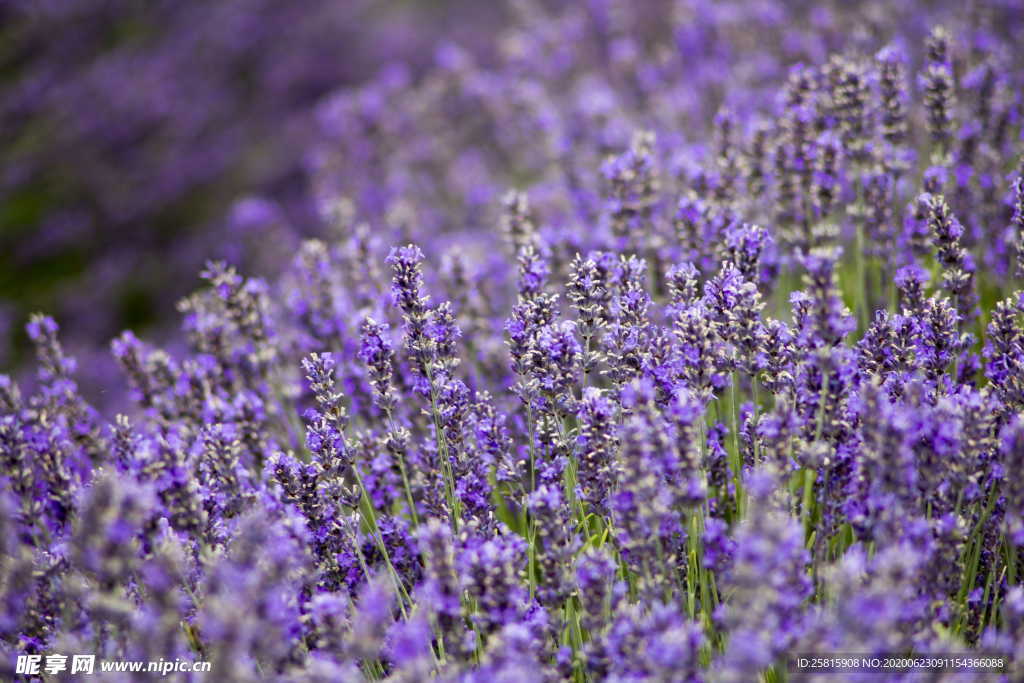 普罗旺斯 薰衣草园 紫色花海
