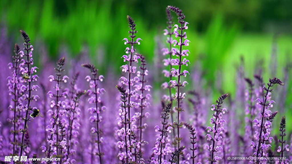 薰衣草田园图片