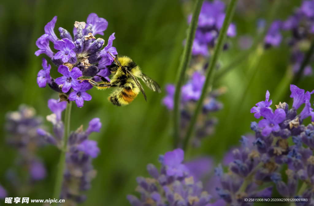 薰衣草田园图片