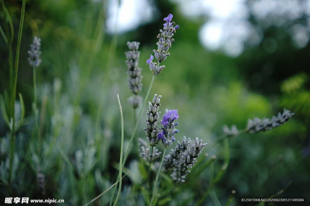 薰衣草田园图片