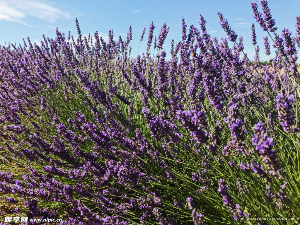 薰衣草田园图片