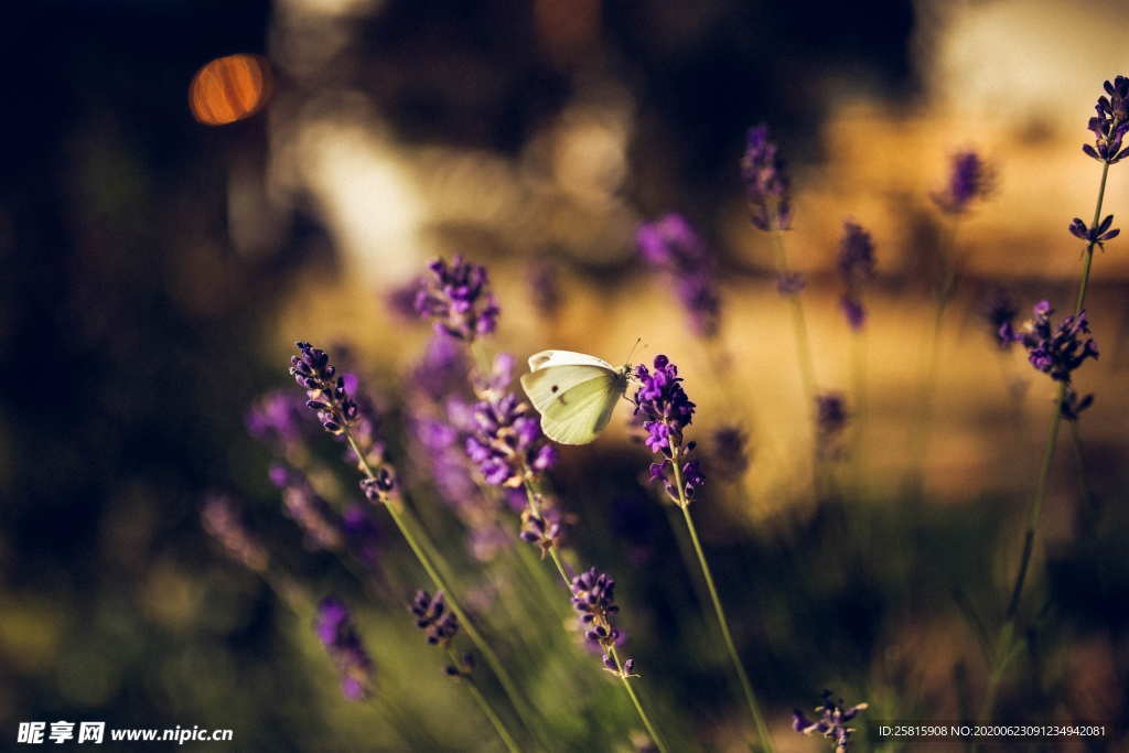 薰衣草田园图片
