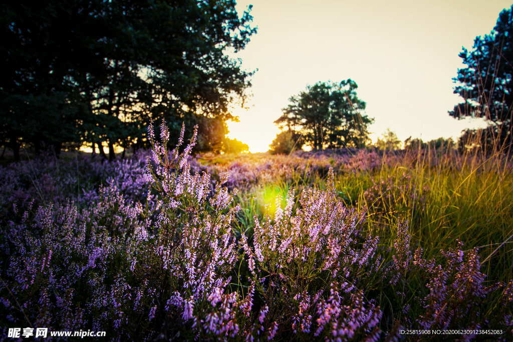 薰衣草田园图片