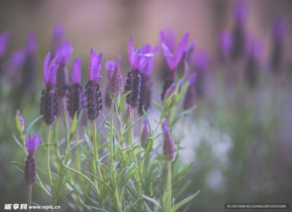 薰衣草田园图片