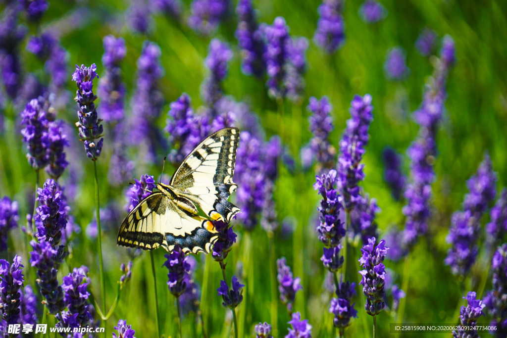 薰衣草田园图片