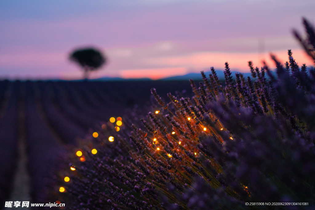 薰衣草田园图片